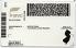 New Jersey Fake ID - View 2 - Fake ID Details
